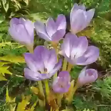 Giant